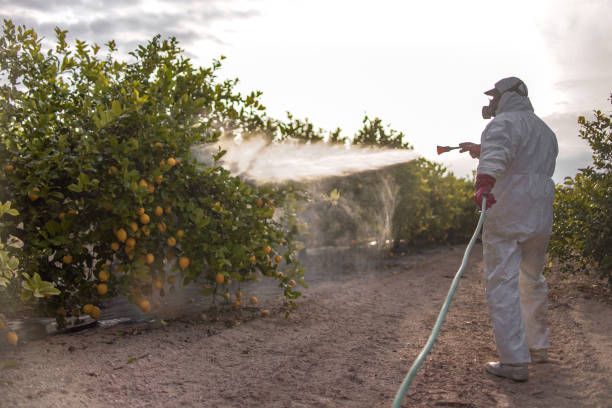Flea Control Services in Nocona, TX